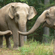 Illustration for article titled The Circus Elephant Retirement Home